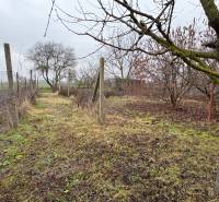 Exkluzívny PREDAJ 4 izbového rodinný domu s garážou, Zlatná na Ostrove - Záhrada pri rodinnom dome v Zlatnej na Ostrove s ovocnými stromami a oplotením.