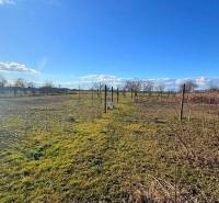 NA PREDAJ 5 izbový rodinný dom s veľkou záhradou v obci Iža - Pozemok pri rodinnom dome v Iži s ovocnými stromami a viničom počas slnečného dňa.