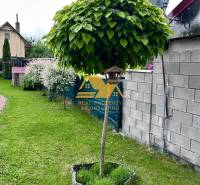 Predám peknú chatu na celoročné bývanie v Nových zámkoch - Na záhrade chaty v Nových Zámkoch je okrasný strom s hustou korunou.