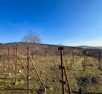 Na predaj  vinica v krásnej lokalite - 895 m2 - Nitra - Vinice na Ambrovej ulici v Nitre s výhľadom na okolitú krajinu.