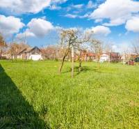 NA PREDAJ 4-IZBOVÝ RODINNÝ DOM NA PRIESTRANNOM POZEMKU - Na obrázku je záhrada s trávnikom a stromy pri *rodinnom dome*.