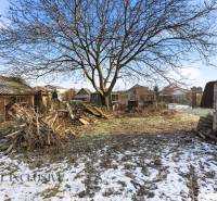 Na predaj 4-izbový rodinný dom, Dolné Saliby - Záhrada rodinného domu v Dolných Salibách so stromom, starými stavbami a zvyškami snehu.