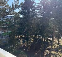 Predaj 3.izbového bytu v Ružinove v obkolesené borovicového lesíka - Stromy na Ondrejovovej ulici v Bratislave-Ružinove poskytujú výhľad z 3-izbového bytu.