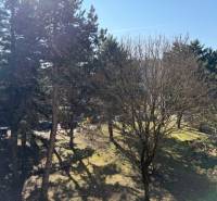 Predaj 3.izbového bytu v Ružinove v obkolesené borovicového lesíka - Park v Bratislave-Ružinove na Ondrejovovej ulici s hustým stromovým porastom.