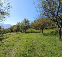 : Predaj rodinného domu s veľkým pozemkom v obci Pitelová  - Ovocný sad na mierne svahovitom pozemku pri rodinnom dome v Pitelovej.