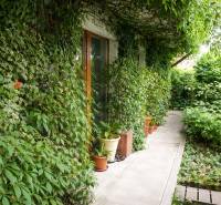 Prenájom 3-izbového bytu so záhradkou, 81m2, Pezinok-Centrum. - Záhrada 3-izbového bytu na Šancovej ulici v Pezinku s bujnou zeleňou a chodníkom.