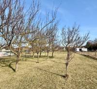 * 7i rodinný dom, veľký 33.5á pozemok, Brestovany - Záhrada s ovocnými stromami pri rodinnom dome na ulici Joža Nižnanského v Brestovanoch.