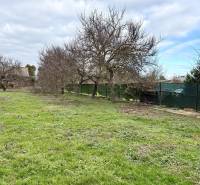 Na predaj pozemok 1065 m2, obec Dobrohošť v blízkosti Bratislavy - Zeleň a stromy na pozemku pre bývanie v Dobrohošti na ulici Dobrohošť.
