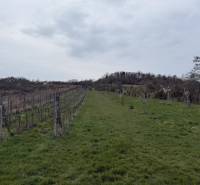 Oplotený obrábaný vinohrad so studňou a kontajnerom. - Travnatý pozemok s viničom a stromami na Fajgalskej ceste v Pezinku, Rekreačné pozemky.