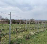Oplotený obrábaný vinohrad so studňou a kontajnerom. - Vinica na rekreačných pozemkoch na Fajgalskej ceste v Pezinku, s výhľadom na mesto.