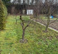 Záhrada Levice - Podhradie 311m2 - Záhrada na ulici Podhradie v Leviciach so stromami a trávnatým povrchom.