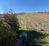 PREDAJ - CHATA S VINICOU - ZLATÉ MORAVCE - V Zlatých Moravciach sa nachádza vinica s chatou a upravenou záhradou.