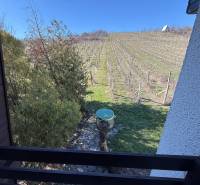 PREDAJ - CHATA S VINICOU - ZLATÉ MORAVCE - Výhľad z chaty na vinicu v Zlatých Moravciach s drevinami a modrou oblohou.