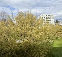 REZERVOVANÉ  3-izbový byt | Škultétyho ulica,  77,4 m², Trebišov. , - Výhľad na zelený dvor zo Škultétyho ulice v Trebišove, obklopený stromami.