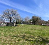 STAVEBNÝ POZEMOK S DUŠOU LEN PÁR MINÚT OD BRATISLAVY V OBCI MARIANKA - Rozkvitnuté stromy a trávnatá plocha na pozemku pre bývanie v Marianke na Budovateľskej ulici.