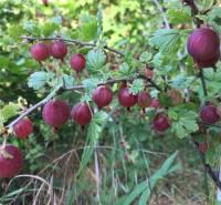 Kaskádovitá záhrada s výhľadom na Kalváriu – Nitra, Horné Krškany - Krysliky v červených bobuľách v záhradách Nitry, obklopené zeleným lístím a trávou.