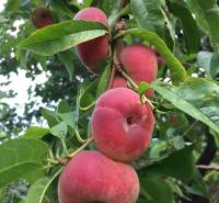 Kaskádovitá záhrada s výhľadom na Kalváriu – Nitra, Horné Krškany - Strom v záhradách Nitry so zrelými plochými broskyňami na vetvách.