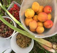 Kaskádovitá záhrada s výhľadom na Kalváriu – Nitra, Horné Krškany - Čerstvé ovocie zo záhrad v Nitre: marhule, egreše, ríbezle a rebarbora.