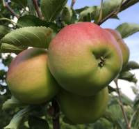 Kaskádovitá záhrada s výhľadom na Kalváriu – Nitra, Horné Krškany - Zrelé jablká na strome v Záhradách pri Nitre pod modrou oblohou.