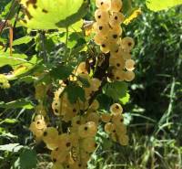 Kaskádovitá záhrada s výhľadom na Kalváriu – Nitra, Horné Krškany - Biele ríbezle v slnečných záhradách v Nitre, obklopené zeleňou a listami.