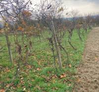 Vinica s pozemkom na výstvabu chaty - Žemberovce - znížená cena  - Vinohrad s opadanými listami na ulici Zadná hora - Vinice. Stromy, tráva, jeseň.