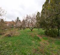 Na predaj rodinný dom Trnava, Zelenečská ulica, pozemok 1085 m2 - Záhrada v okolí rodinného domu na Zelenečskej ulici v Trnave s ovocnými stromami.