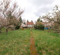 Na predaj rodinný dom Trnava, Zelenečská ulica, pozemok 1085 m2 - Predný dvor s ovocnými stromami pri rodinnom dome na Zelenečskej ulici v Trnave.