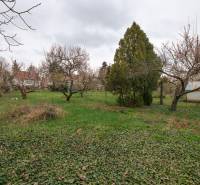Na predaj rodinný dom Trnava, Zelenečská ulica, pozemok 1085 m2 - Záhrada s trávnatým porastom a stromami vedľa rodinného domu na Zelenečskej ulici v Trnave.
