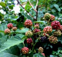 Bývanie v prírode, na dosah mesta, murov. chatka s celoročným využitím - Zrelé a nezrelé černice v záhrade rodinného domu pri Bohdanovciach nad Trnavou, obklopené listami.