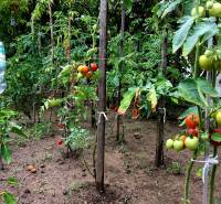 Bývanie v prírode, na dosah mesta, murov. chatka s celoročným využitím - Záhrada v Bohdanovciach nad Trnavou s rajčinami a paprikami pri rodinnom dome.