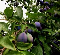 Bývanie v prírode, na dosah mesta, murov. chatka s celoročným využitím - Strom so zrejúcimi slivkami v záhrade rodinného domu v Bohdanovciach nad Trnavou.