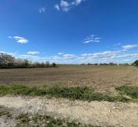 Zaujímavý pozemok v obci Košúty (záhrada) - Rozľahlé pole obklopené kvitnúcimi stromami na Košútskej ulici v Košútoch záhrady.