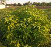 Trojizbový rodinný dom vhodný aj na chalupu v kľudnej časti obce Jatov - Záhradný pozemok s bujným kríkom a poľami v okolí rodinného domu v Jatove.