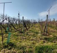 PREDAJ - VINICA - ZLATÉ MORAVCE - Vinice v Zlatých Moravciach s radmi viniča pod modrou oblohou.