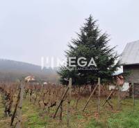 EXKLUZÍVNE NA PREDAJ Chata bez nutnosti investícií - VINNÉ - Vinič a vysoký strom pri chate na ulici Vinné v meste Vinné, hmlistá atmosféra.