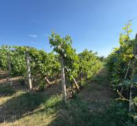 Na predaj: Ovocná záhrada v Leviciach - Vinice v záhradách Levíc s modrou oblohou a zelenými rastlinami.
