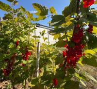 Na predaj: Ovocná záhrada v Leviciach - Červené ríbezle v záhradách v Leviciach, obklopené zelenými listami pod modrou oblohou.