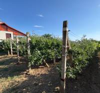 Na predaj: Ovocná záhrada v Leviciach - Vidiecka záhrada v Leviciach s ovocnými stromami a domom na pozadí.
