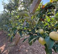 Na predaj: Ovocná záhrada v Leviciach - Jablká rastúce v sade v Záhradách v Leviciach počas slnečného dňa.