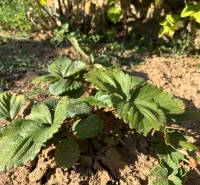 Na predaj: Ovocná záhrada v Leviciach - Záhrady v Leviciach s rastlinou na suchom hlinenom povrchu, obklopené zeleňou.