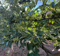 Na predaj: Ovocná záhrada v Leviciach - Jablone so zrelými plodmi v záhradách v Leviciach pod modrou oblohou.