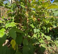 Na predaj: Ovocná záhrada v Leviciach - Malinové kríky v záhradách v Leviciach počas slnečného dňa.