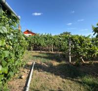 Na predaj: Ovocná záhrada v Leviciach - Vinohradnícke záhrady v Leviciach s červenou strechou a modrou oblohou.
