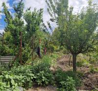 Na predaj 3 izbový rodinný dom s veľkým pozemkom - Záhrada pri rodinnom dome v Dolnom Štáli s hustou zeleňou a stromami.