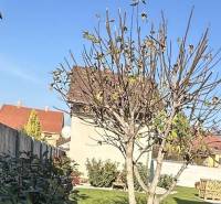 Prenájom 1-izbového bytu, Dunajská Streda - Strom v záhrade, okolo neho trávnik, neďaleko dom a 1-izbový byt.