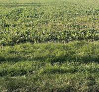 ☎️ 0918197701-IBA U NÁS !!  Na predaj investičný pozemok na výstavbu 1 - Zelené pole a tráva v Jahodnej, Zvláštne nehnuteľnosti.