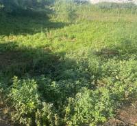 ☎️ 0918197701-Predám stavebný pozemok v obci Tomášikovo - Zeleň na pozemkoch v Tomášikove pre bývanie, obklopená bujnou vegetáciou.