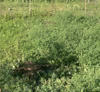 ☎️ 0918197701-Predám stavebný pozemok v obci Tomášikovo - Zarastený pozemok v Tomášikove určený na bývanie so zeleňou a prírodou.