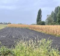 ZNÍŽENÁ CENA! Stavebný pozemok o rozlohe 557 m2 v Holiciach! - Pole s úrodnými pozemkami, vyschnutou kukuricou, ideálne pre pozemky - bývanie, obklopené vegetáciou.