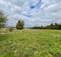 NA PREDAJ | investičný pozemok | Rusovce | výborná poloha - Zeleň a stromy na developerských pozemkoch v Bratislave - Rusovciach, Pri Pieskovom Hone.
